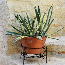 Voici un article sur les plantes succulentes : Plante Grasse D Interieur Liste Ooreka