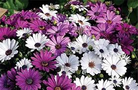 Image result for paprskovka obrázek