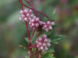 Image result for Cuscuta hyalina