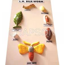 Maybe you would like to learn more about one of these? Model Life History Of L H Silkworm Zoology And Botany Models Biology Lab Products Products