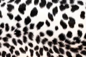 Black And White Cheetah Print Pin By Nicoletta Gibbardo On Black And White Cheetah Print Background Animal Print Wallpaper Cheetah Print Wallpaper