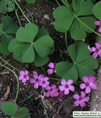 Image result for Oxalis debilis