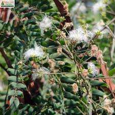 Image result for Albizia