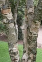 Image result for Heteropyxis natalensis