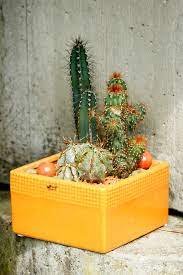 Types of indoor cactus plants. Creating A Cactus Garden In A Container