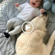 Click The Photo For More Adorable And Cute Cat Videos And Photos Cutec Videos Graciosos De Animales Videos Divertidos De Animales Animales Bebe Bonitos