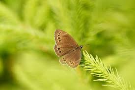 Image result for Lopinga achine