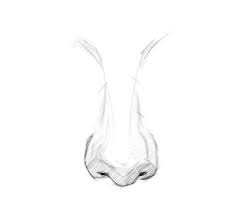 You can draw this as a simple circle, but it's important to remember this: How To Draw The Nose A Simple Step By Step Guide Gvaat S Workshop