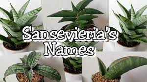 Sansevieria trifasciata is one of the most common types of snake plant and there are quite a few cultivars to choose from. Sansevieria S Plant Names Mother In Law S Tongue Devil S Tongue And Snake Plant Youtube