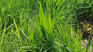 Wie erkennt man die herbstzeitlose? Herbstzeitlose Colchicum Autumnale Pferde World