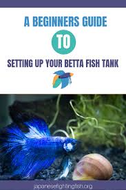 Choosing And Setting Up A Betta Fish Aquarium A Beginners Guide Betta Fish Tank Betta Fish Betta Fish Care