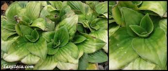 Image result for Craterostigma pumilum