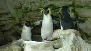 …the imperial menagerie at the schönbrunn palace in vienna. Zoo Vienna Austria Tiergarten Schonbrunn Youtube