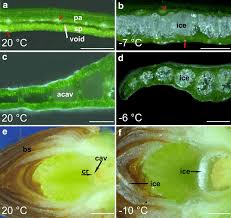 Plant cell under microscope observation. Microscopic Observations Of Different Plant Organs From Various Species Download Scientific Diagram