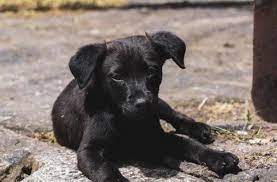 116 henderson crossing plaza hendersonville, nc 28792. Deaf Man Adopts Deaf Puppy Teaches Him Sign Language News Hendersonville Times News Hendersonville Nc