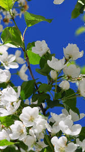 A selection of flowers hd android wallpapers from androidwallpapershd.net. Mobile Hd Nature Wallpapers Flowers 720x1280 Download Hd Wallpaper Wallpapertip