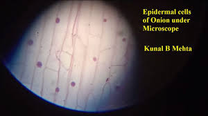 Stained plant cell under light microscope. Observing Onion Peel Epidermal Cells Under Microscope Best Demo Biology Youtube