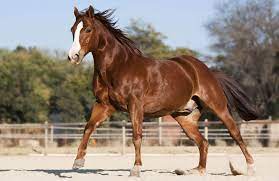 American Quarter Horse Price How Much Does A Quarter Horse Cost Horsezz
