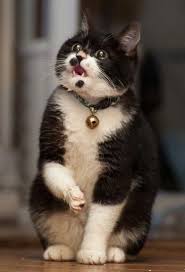 Click The Photo For More Adorable And Cute Cat Videos And Photos Cutecats Cats Kittens Catvideos Catsandkittens Cats Cute Cats Cute Cat Gif