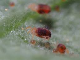 Image result for spotted spider mite