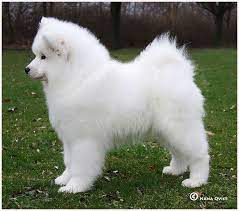 Pin By Deborah Bullukian On Samoyeds Collie S Samoyed Dogs Cute Dogs Samoyed Puppy