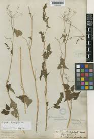 Image result for Pimpinella sp. A. of FZ 4: 594