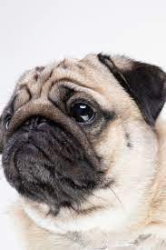 Dog Pug Breed Smile With Happiness Feeling So Funny And Making Serious Face Isolated On White Background Purebred Pug Dog Healthy Concept Pugs Pug Dog Dogs