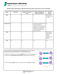 This separation marks the final division of the dna. View 19 Amoeba Sisters Video Recap Answers Dna Chromosomes Genes And Traits