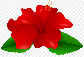 Floral art flower flowers frame abstract line art mandala border decorative. Rose Flower Drawing Free Download 8000 5376 2 57 Mb