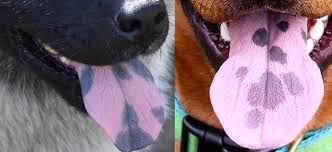 Why Does My Dog Have A Black Spot On Its Tongue In 2020 Doodle Dog Breeds Doodle Dog Goldendoodle