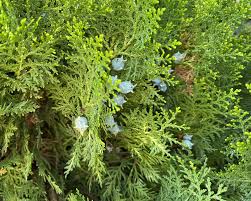 Image result for Platycladus