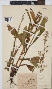 Image result for Laggera decurrens