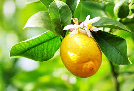 Image result for Citrus × limon