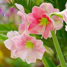 Maybe you would like to learn more about one of these? Amaryllis Plant Care Growing Guide