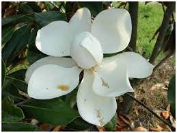 Maybe you would like to learn more about one of these? Fall Is The Best Time To Plant Trees Along Florida S Gulf Coast Walton Outdoors