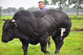 This belgian blue cow has different. 18 Ref Animals Bulls Ideen Kuhe Stier Tiere