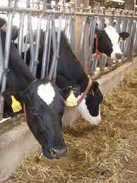 Cow S Need Nutritionists Don T They Just Eat Grass Michele Payn Cause Matters Corp