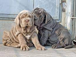 Breeding Of Gheno Neapolitan Mastiff Neapolitan Mastiff Matin De Naples Mastiff Puppies Giant Dog Breeds Puppies