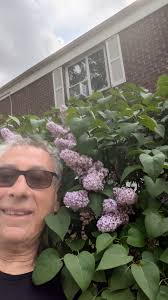 The choreography of the blossoming of Bell Park is beautiful next we should  have the roses