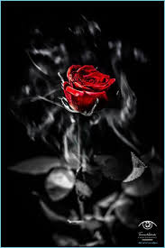 Use images for your pc, laptop or phone. Rose Wallpaper Black And Red Black And Red Rose Wallpaper Neat