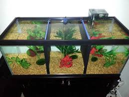 I Divided A Fish Tank So That I Could Keep 3 Male Japanese Fighting Fish Bettas Together Without A Battle To The Death They Ve Never Been Happier Betta Fish Tank Fish