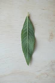 Image result for Vernonanthura polyanthes