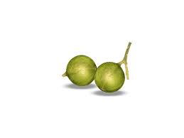 Image result for Croton megalobotrys