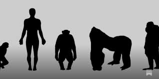 Fifty Shades of Apes - by Tove K - Wood From Eden