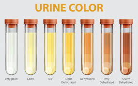 Dog urine color chart related keywords suggestions dog. Free Urine Vectors 400 Images In Ai Eps Format