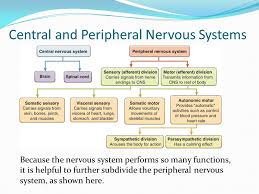 Chapter 10 Nervous System Ppt Video Online Download
