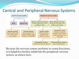 chapter 10 nervous system ppt video online download