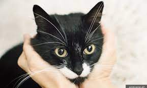 91 gambar binatang kucing hitam putih hd terbaru gambar hewan. Fakta Dan Mitos Menarik Tentang Kucing Hitam Putih Embaran Id