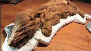 Prevent this ransomware using antivirus. Yukon Gold Miner Unearths A Mummified Ice Age Wolf Pup Ars Technica