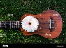 beautifull small hawaiian soprano ukulele decorated with fresh gerbera  flowers and grass backgroud, photo made in daylight with no artificial  lights Stock Photo - Alamy